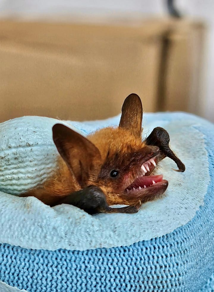First Record of a Geoffroy’s Bat in Gibraltar
