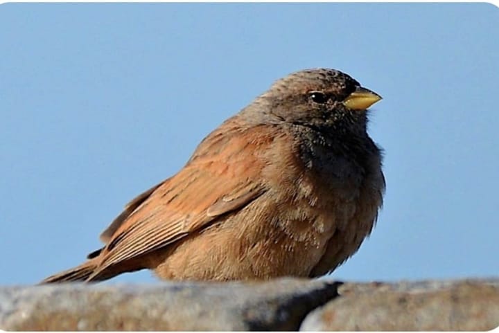 Have you seen this bird?